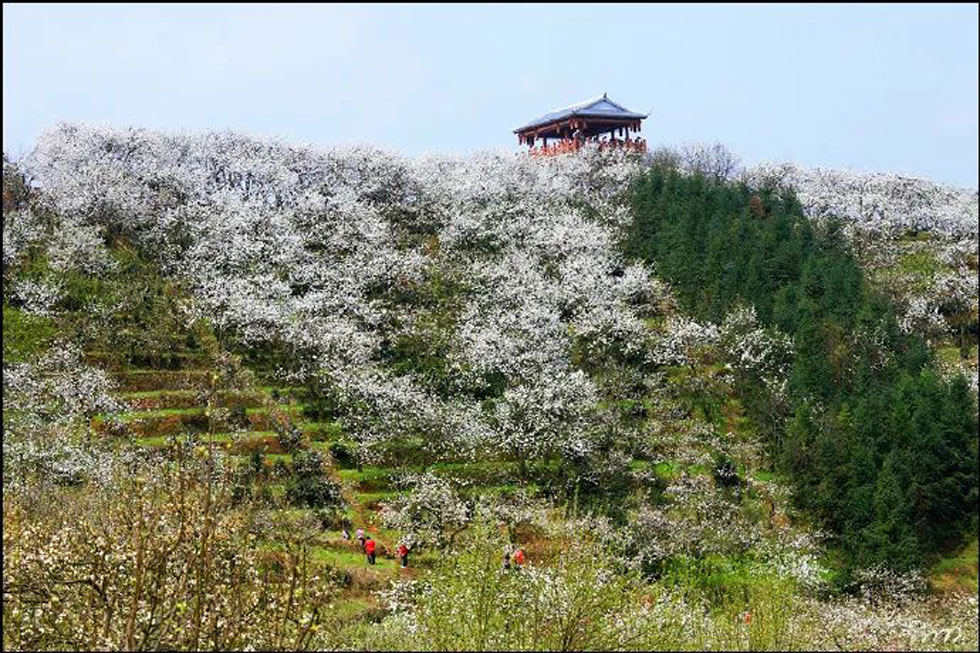 【春天,广西桂林灌阳县向您发出邀请!】我们在灌阳看梨花 - 游山玩水 - 桂林生活社区 - 桂林28生活网 www.20772121.com-www.28life.com