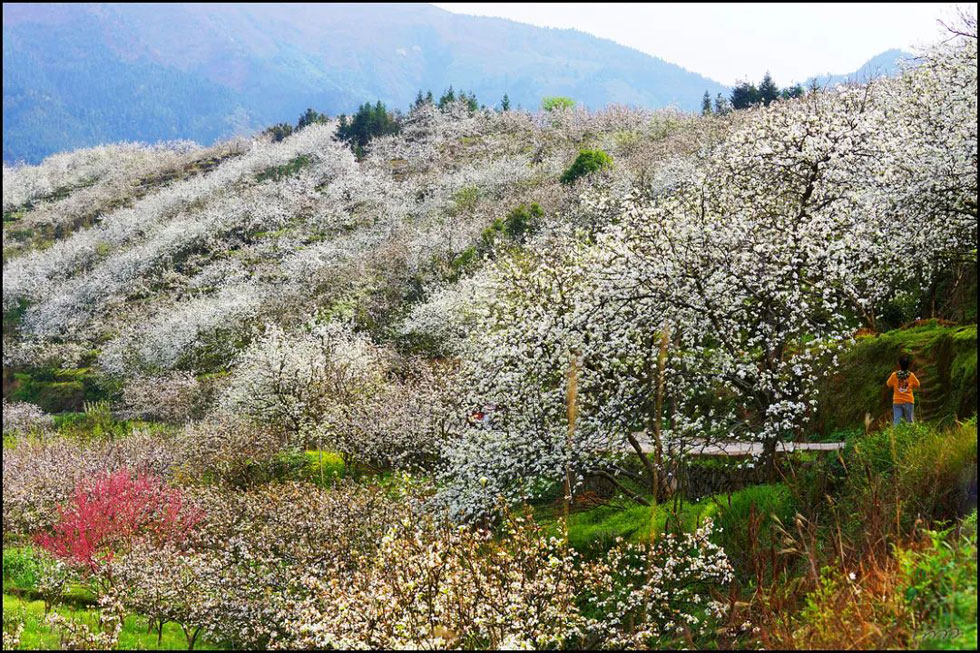 【春天,广西桂林灌阳县向您发出邀请!】我们在灌阳看梨花 - 游山玩水 - 桂林生活社区 - 桂林28生活网 www.20772121.com-www.28life.com