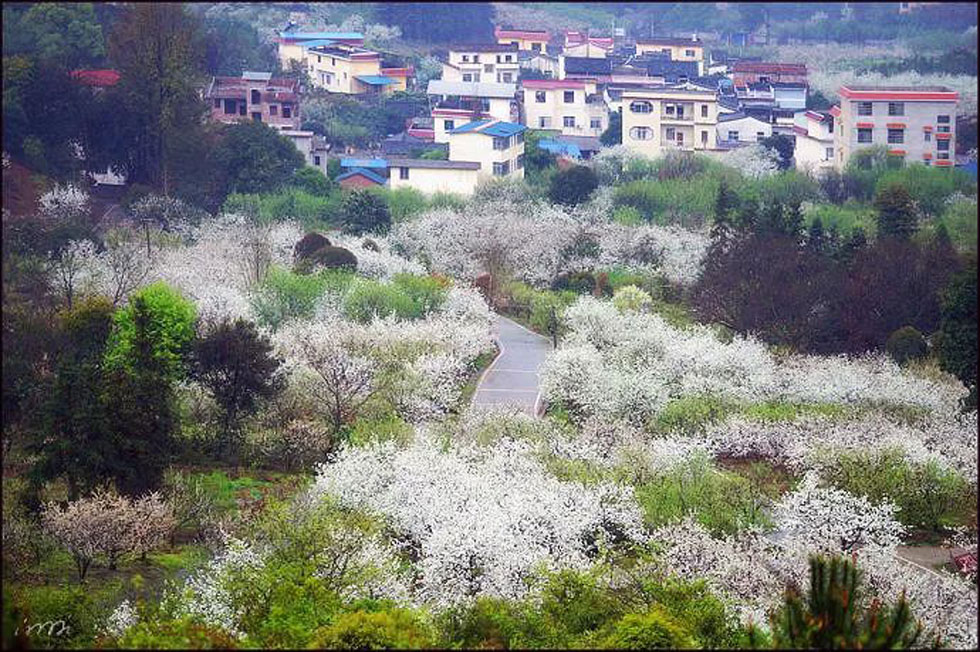 【春天,广西桂林灌阳县向您发出邀请!】我们在灌阳看梨花 - 游山玩水 - 桂林生活社区 - 桂林28生活网 www.20772121.com-www.28life.com