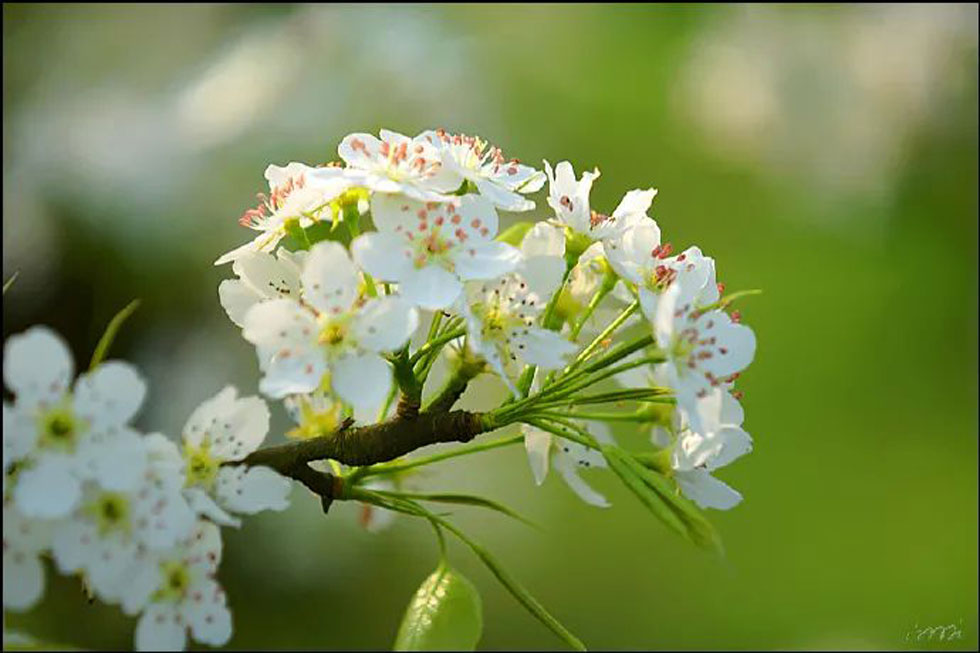 【春天,广西桂林灌阳县向您发出邀请!】我们在灌阳看梨花 - 游山玩水 - 桂林生活社区 - 桂林28生活网 www.20772121.com-www.28life.com