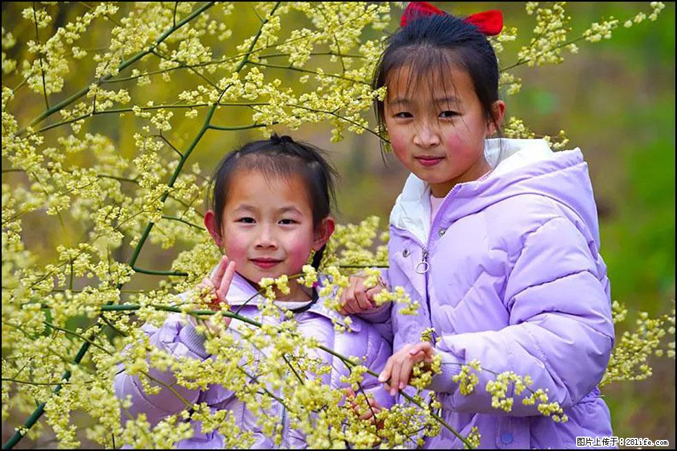 【春天,广西桂林灌阳县向您发出邀请!】米珠山前有片山苍子花在飘香 - 游山玩水 - 桂林生活社区 - 桂林28生活网 www.20772121.com-www.28life.com