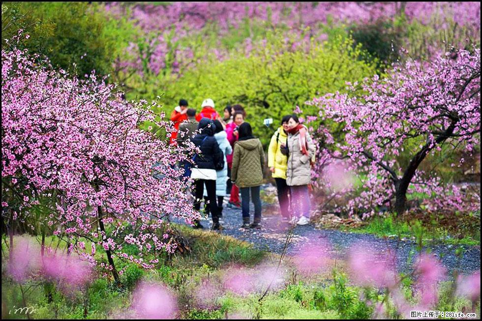 【春天,广西桂林灌阳县向您发出邀请!】官庄村有个醉美的桃花园 - 游山玩水 - 桂林生活社区 - 桂林28生活网 www.20772121.com-www.28life.com