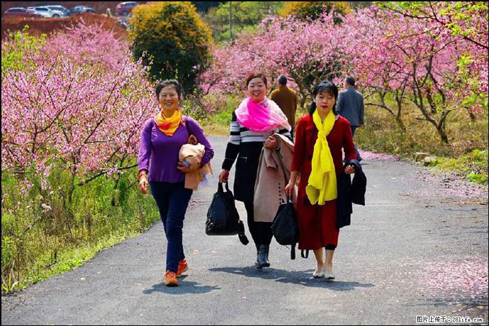 【春天,广西桂林灌阳县向您发出邀请!】官庄村有个醉美的桃花园 - 游山玩水 - 桂林生活社区 - 桂林28生活网 www.20772121.com-www.28life.com