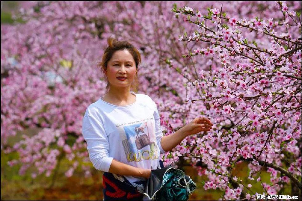 【春天,广西桂林灌阳县向您发出邀请!】官庄村有个醉美的桃花园 - 游山玩水 - 桂林生活社区 - 桂林28生活网 www.20772121.com-www.28life.com