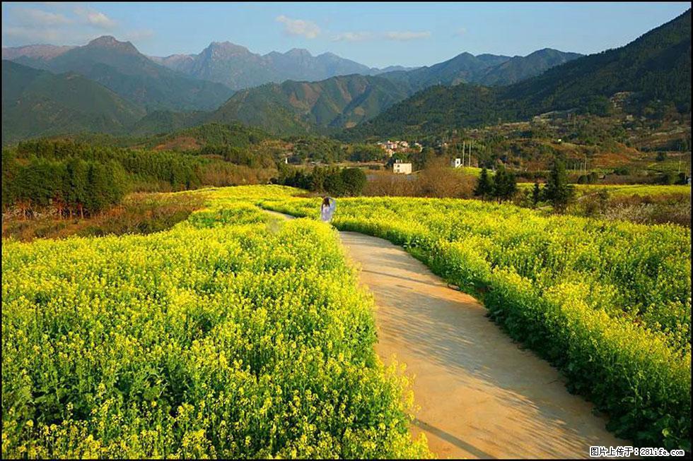 【春天,广西桂林灌阳县向您发出邀请!】长坪村油菜盛情花开 - 游山玩水 - 桂林生活社区 - 桂林28生活网 www.20772121.com-www.28life.com