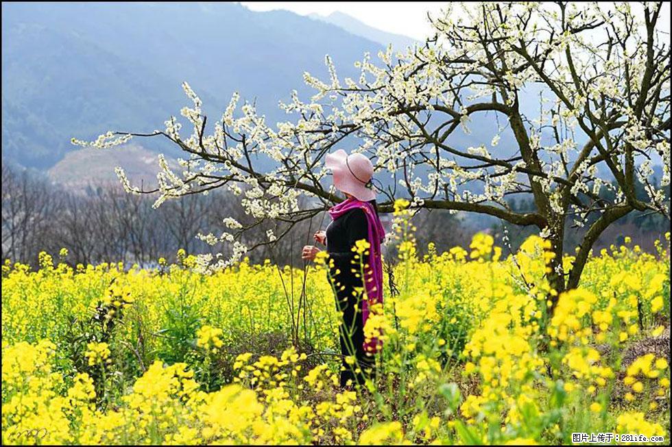 【春天,广西桂林灌阳县向您发出邀请!】长坪村油菜盛情花开 - 游山玩水 - 桂林生活社区 - 桂林28生活网 www.20772121.com-www.28life.com