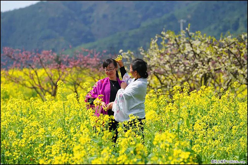 【春天,广西桂林灌阳县向您发出邀请!】长坪村油菜盛情花开 - 游山玩水 - 桂林生活社区 - 桂林28生活网 www.20772121.com-www.28life.com