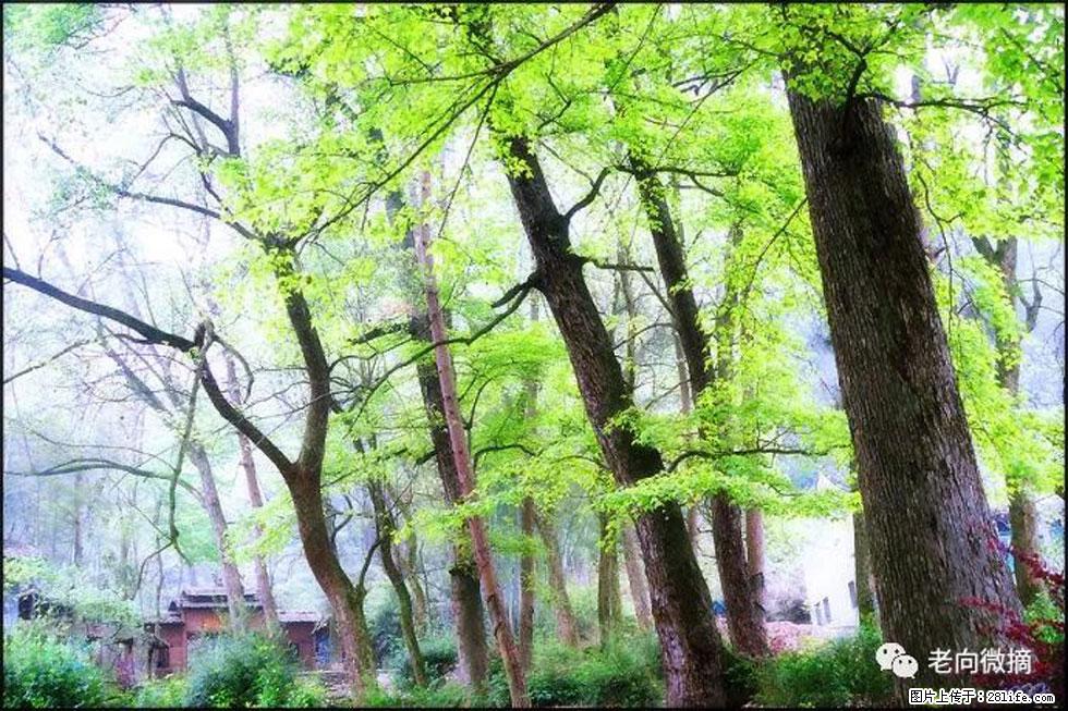 【春天,广西桂林灌阳县向您发出邀请!】在小龙村与春天约会 - 游山玩水 - 桂林生活社区 - 桂林28生活网 www.20772121.com-www.28life.com
