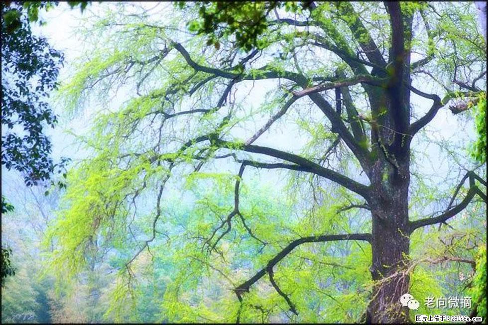 【春天,广西桂林灌阳县向您发出邀请!】在小龙村与春天约会 - 游山玩水 - 桂林生活社区 - 桂林28生活网 www.20772121.com-www.28life.com