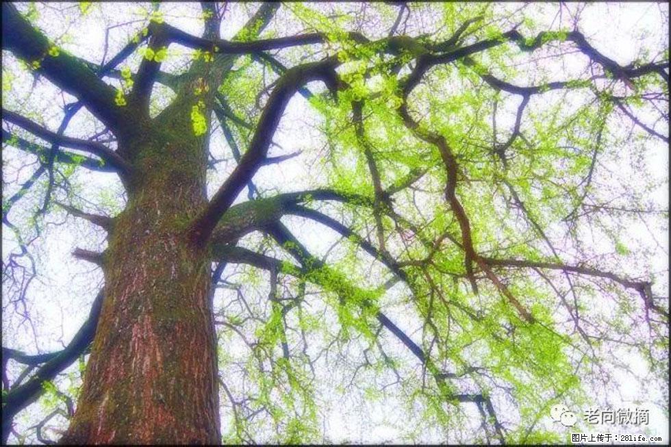 【春天,广西桂林灌阳县向您发出邀请!】在小龙村与春天约会 - 游山玩水 - 桂林生活社区 - 桂林28生活网 www.20772121.com-www.28life.com