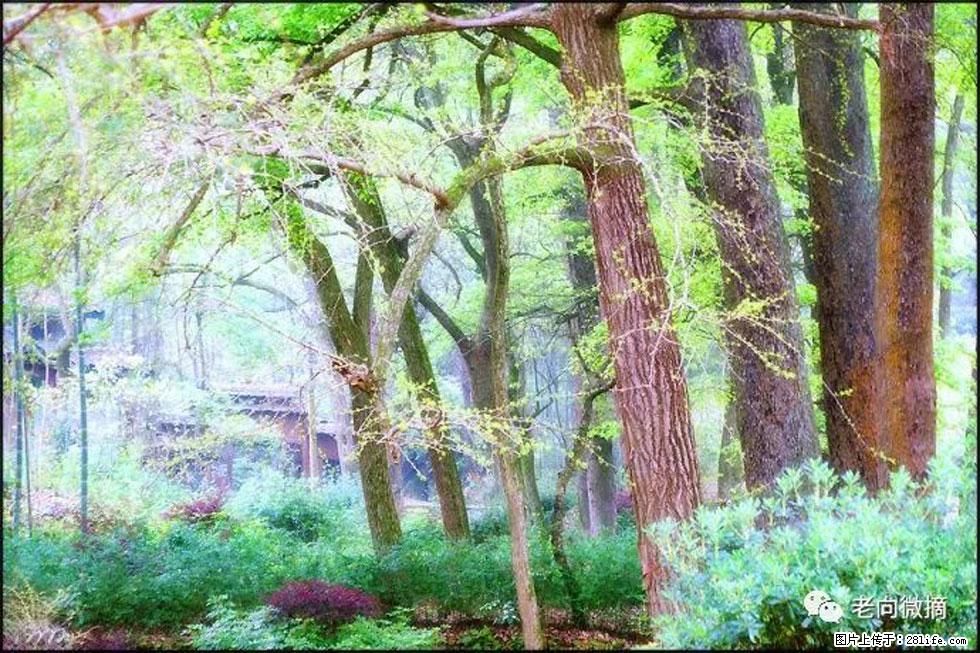 【春天,广西桂林灌阳县向您发出邀请!】在小龙村与春天约会 - 游山玩水 - 桂林生活社区 - 桂林28生活网 www.20772121.com-www.28life.com