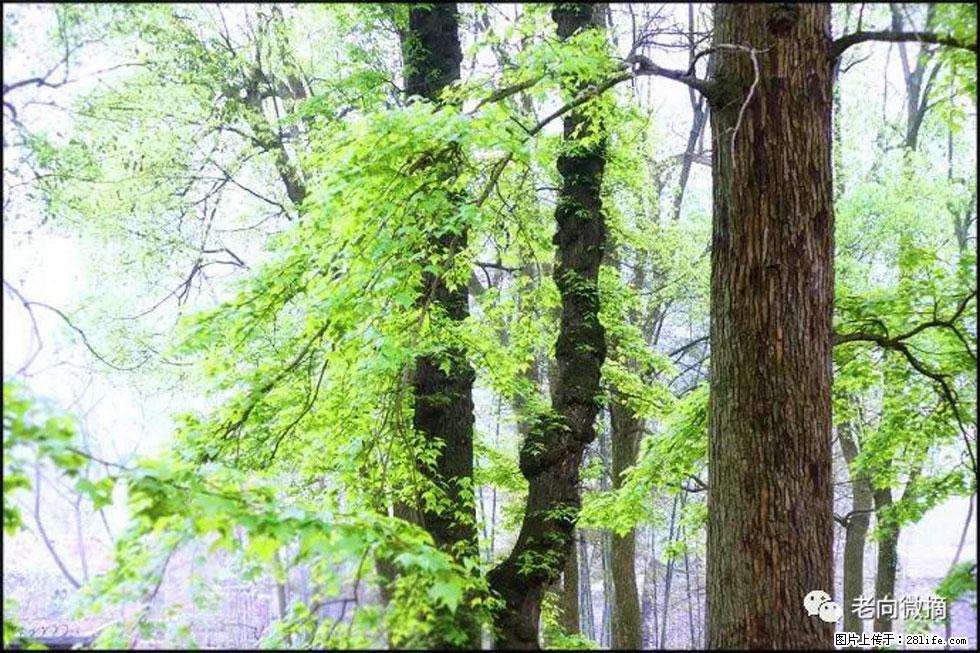 【春天,广西桂林灌阳县向您发出邀请!】在小龙村与春天约会 - 游山玩水 - 桂林生活社区 - 桂林28生活网 www.20772121.com-www.28life.com