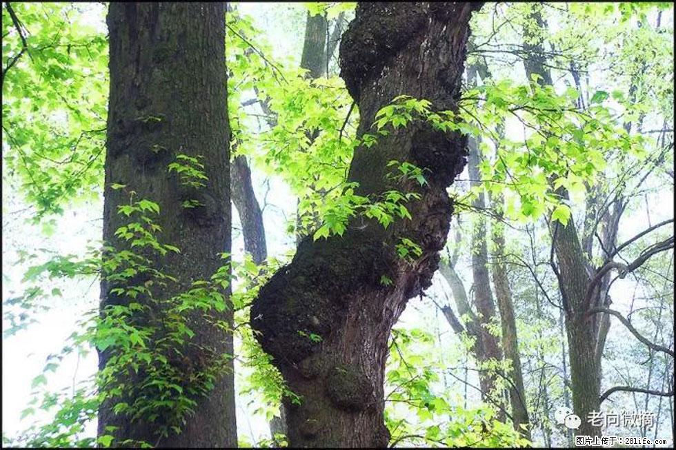 【春天,广西桂林灌阳县向您发出邀请!】在小龙村与春天约会 - 游山玩水 - 桂林生活社区 - 桂林28生活网 www.20772121.com-www.28life.com