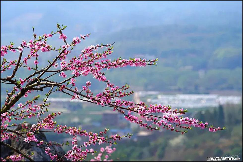 【春天,广西桂林灌阳县向您发出邀请!】望月岭上桃花开 - 游山玩水 - 桂林生活社区 - 桂林28生活网 www.20772121.com-www.28life.com