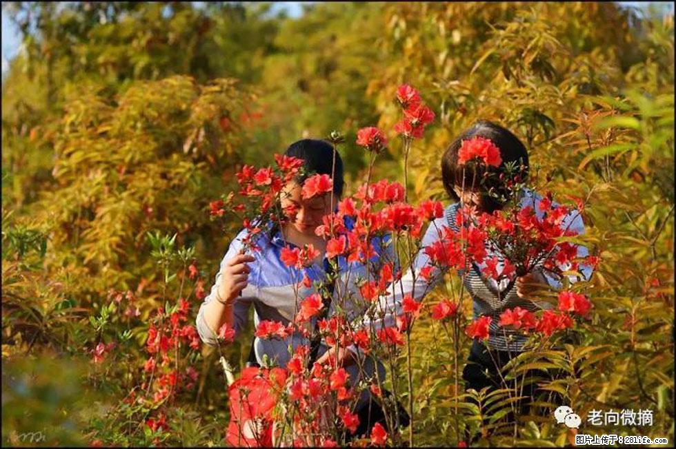 【春天,广西桂林灌阳县向您发出邀请!】登麒麟山,相约映山红 - 游山玩水 - 桂林生活社区 - 桂林28生活网 www.20772121.com-www.28life.com