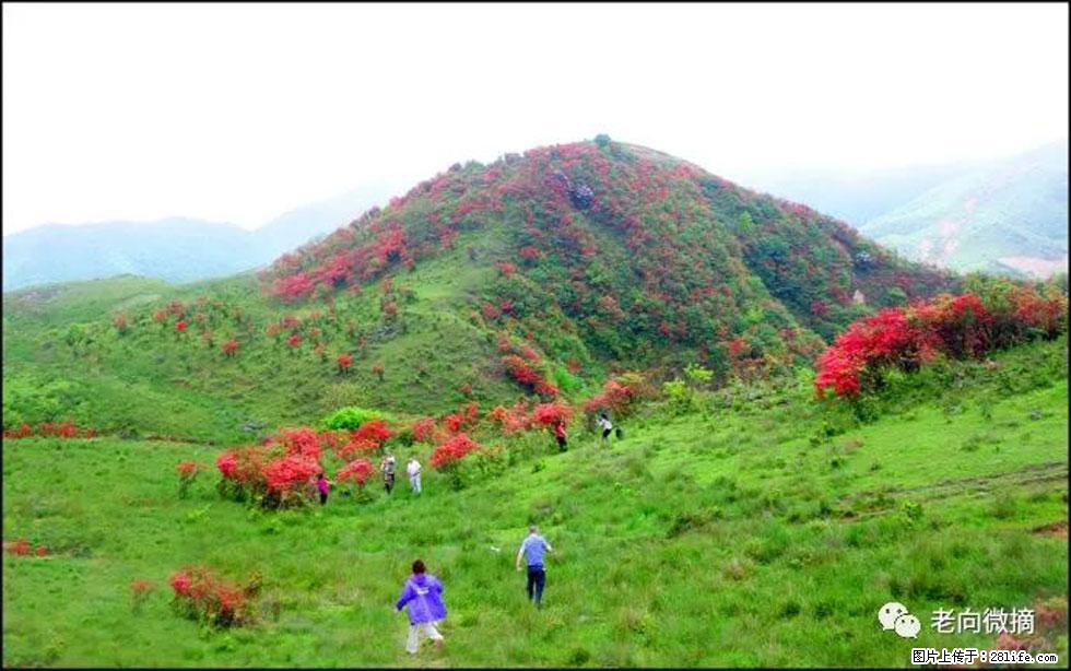 【春天,广西桂林灌阳县向您发出邀请!】宝盖山上映山红 - 游山玩水 - 桂林生活社区 - 桂林28生活网 www.20772121.com-www.28life.com