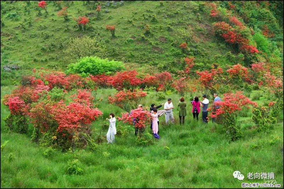 【春天,广西桂林灌阳县向您发出邀请!】宝盖山上映山红 - 游山玩水 - 桂林生活社区 - 桂林28生活网 www.20772121.com-www.28life.com