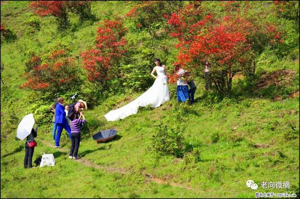 【春天,广西桂林灌阳县向您发出邀请!】宝盖山上映山红 - 游山玩水 - 桂林生活社区 - 桂林28生活网 www.20772121.com-www.28life.com