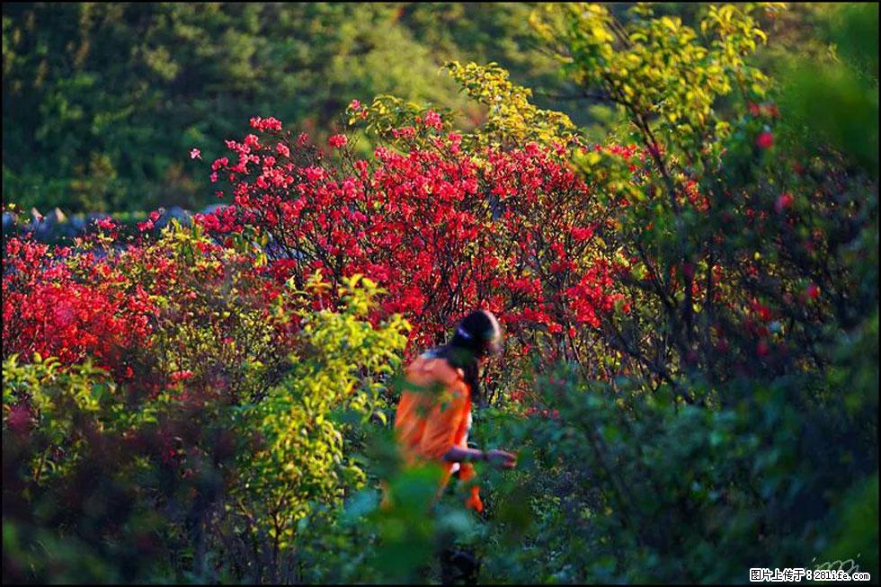【春天,广西桂林灌阳县向您发出邀请!】春木界上映山红 - 游山玩水 - 桂林生活社区 - 桂林28生活网 www.20772121.com-www.28life.com