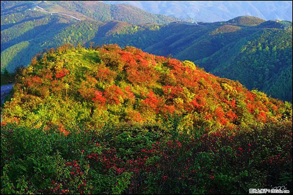 【春天,广西桂林灌阳县向您发出邀请!】春木界上映山红 - 游山玩水 - 桂林生活社区 - 桂林28生活网 www.20772121.com-www.28life.com