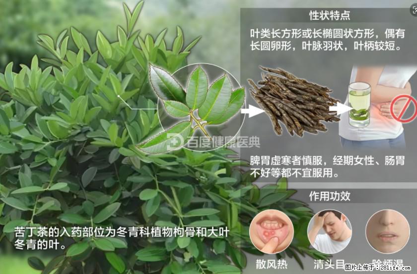 苦丁茶有哪些功效和作用 - 生活百科 - 桂林生活社区 - 桂林28生活网 www.20772121.com-www.28life.com