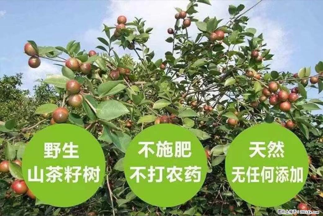【灌阳县油茶产业示范区】一个有着充实的精神生活的人,对待身外之物自会有一种淡泊的态度 - 美食天地 - 桂林生活社区 - 桂林28生活网 www.20772121.com-www.28life.com
