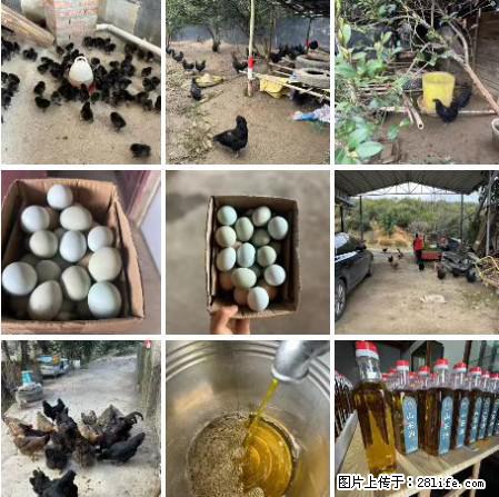 油茶园从小鸡仔开始养起的纯土鸡、土鸡蛋可以预定啦!还有前几天刚榨的纯山茶油哦 - 美食天地 - 桂林生活社区 - 桂林28生活网 www.20772121.com-www.28life.com