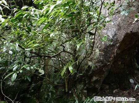 平乐石崖茶,珍贵仅次于金花茶 - 桂林生活资讯 - 桂林28生活网 www.20772121.com-www.28life.com