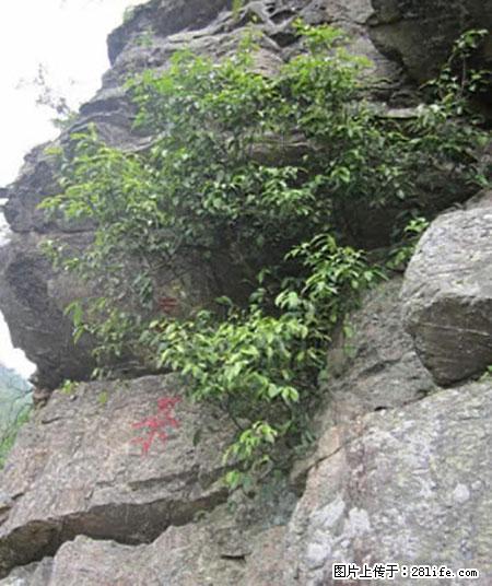 平乐石崖茶,珍贵仅次于金花茶 - 桂林生活资讯 - 桂林28生活网 www.20772121.com-www.28life.com